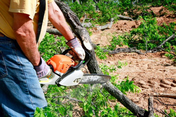 How Our Tree Care Process Works  in  Perryman, MD